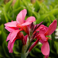 Pink Canna Flower Seeds for Planting Pollinator Friendly Heirloom & GMO Free Seeds for Home Garden
 
 Sale
