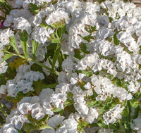 Limonium Sinuatum Iceberg Flower seeds for Planting Compact Growth Heirloom & GMO Free Seeds for Home Garden