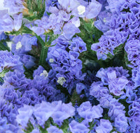 Statice Pale Blue Flower seeds for Planting - Shade Tolerant, Heirloom & GMO Free Seeds for Home Garden