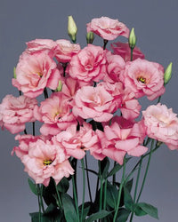 Light Pink Eustoma (Lisianthus) Flower seeds for Planting - Vibrant Colors, Heirloom & GMO Free Seeds for Home Garden