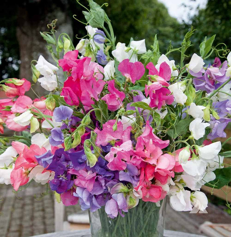 Bijou Flower seeds for Planting - Garden Favorite, Heirloom & GMO Free Seeds for Home Garden