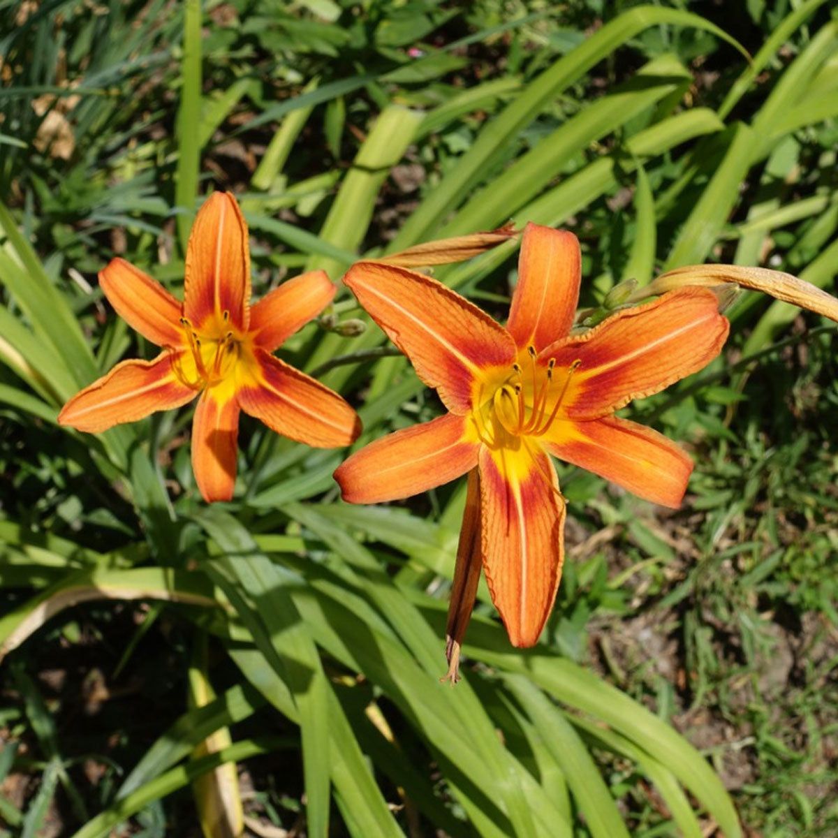 Hemerocallis Orange Seeds  Easy Planting for Stunning Blooms