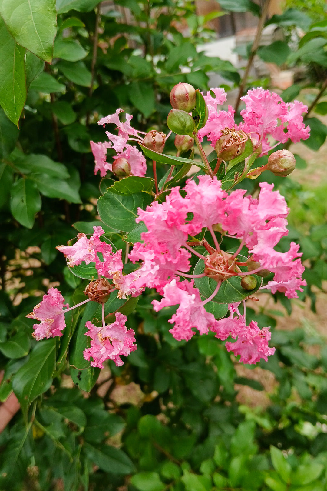 Crape Myrtle Flower seeds for Planting Cut Flower Favorite Heirloom & GMO Free Seeds for Home Garden
 
 Sale