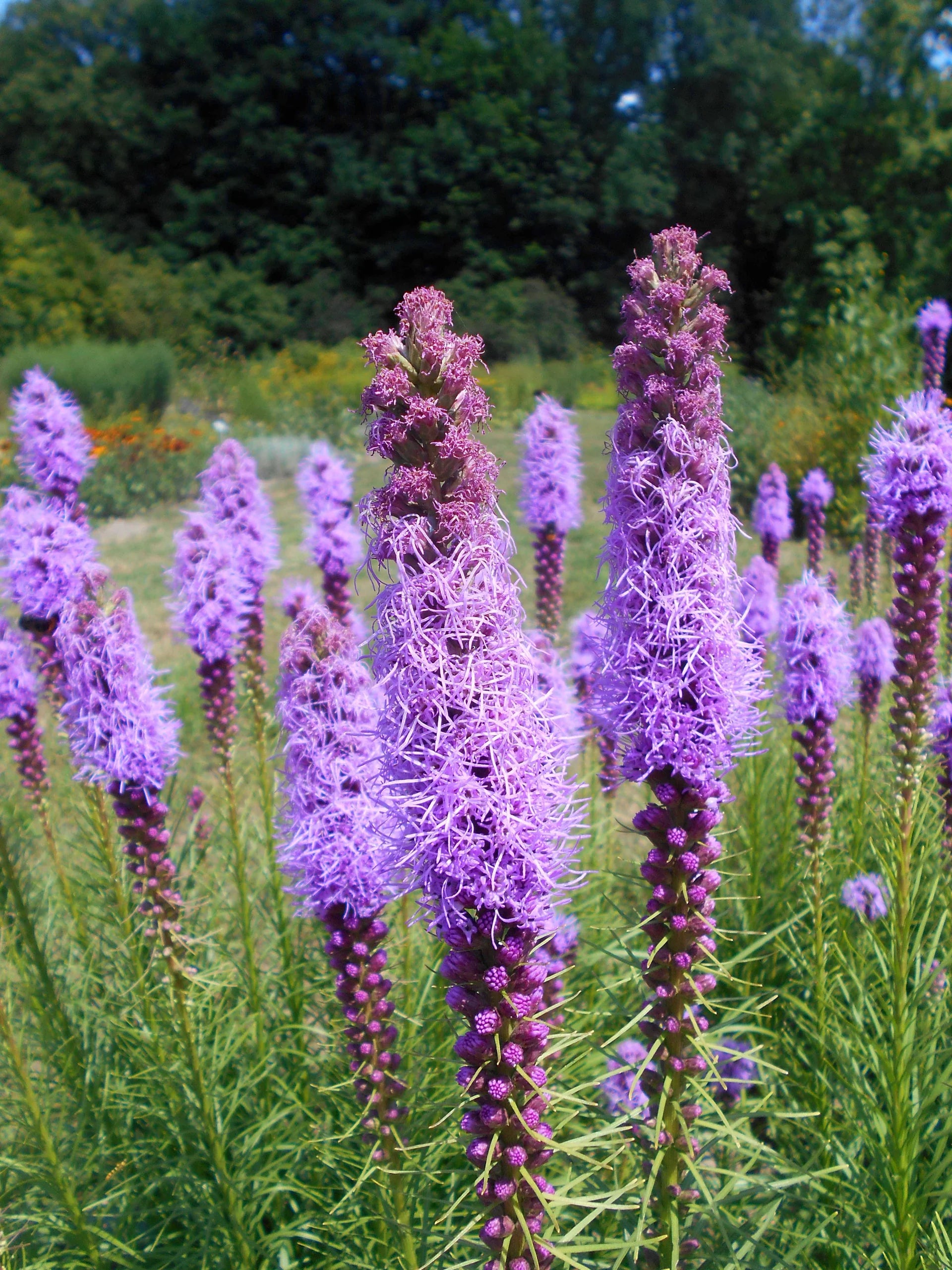 Purple Liatris Spicata Flower seeds for Planting - Low Maintenance, Heirloom & GMO Free Seeds for Home Garden