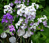 Green Lunaria Flower seeds for Planting - Premium Quality, Heirloom & GMO Free Seeds for Home Garden