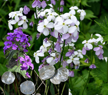 Green Lunaria Flower seeds for Planting - Premium Quality, Heirloom & GMO Free Seeds for Home Garden