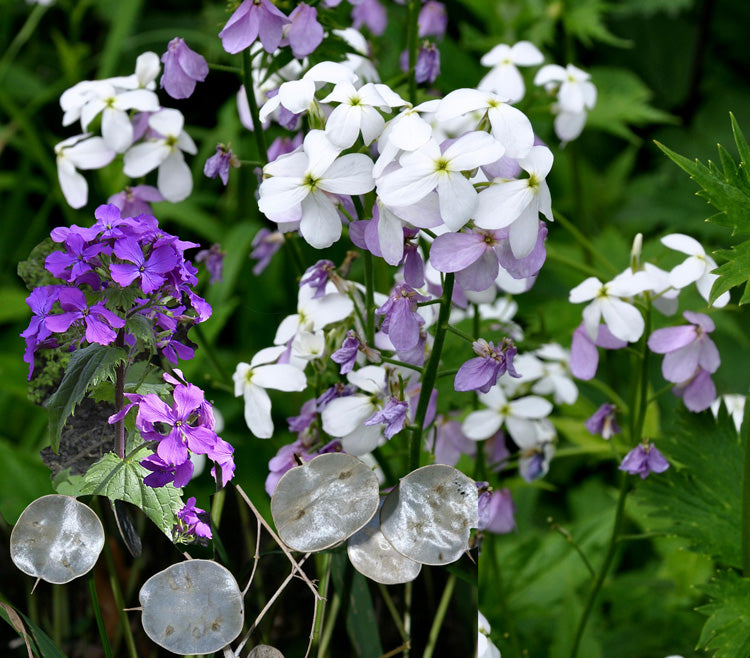 Dollar Flower seeds for Planting Compact Growth Heirloom & GMO Free Seeds for Home Garden 
 
 Sale