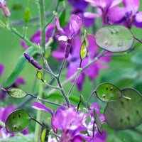 Lunaria Annua Flower seeds for Planting - Long Bloom Season, Heirloom & GMO Free Seeds for Home Garden