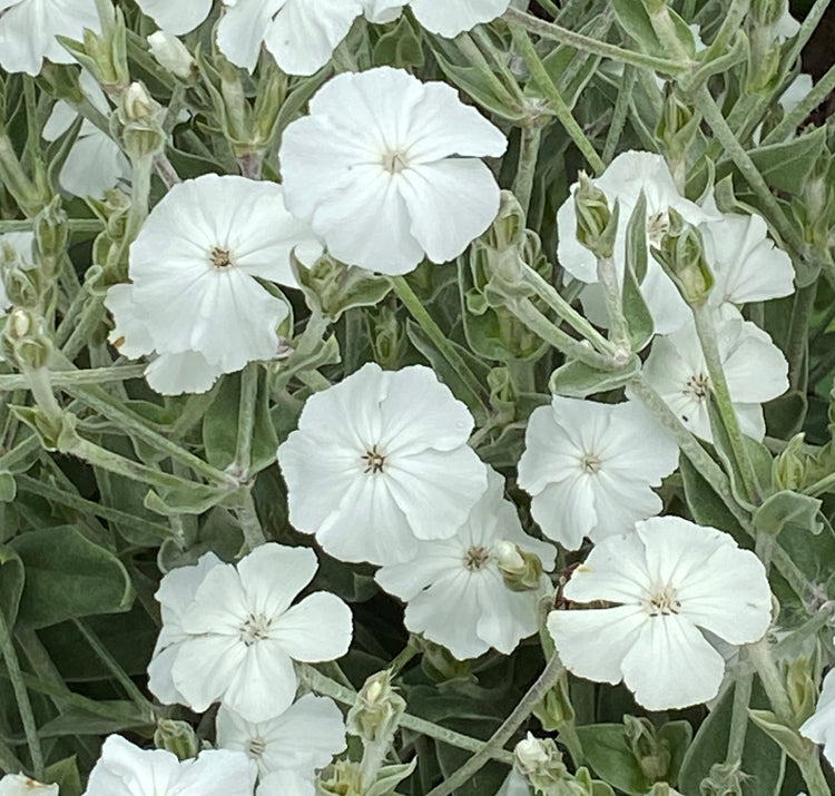 White Alba Lychnis Flower seeds for Planting Pollinator Friendly Heirloom & GMO Free Seeds for Home Garden
 
 Sale