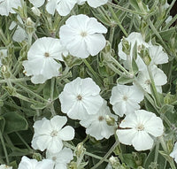 White Alba Lychnis Flower seeds for Planting Pollinator Friendly Heirloom & GMO Free Seeds for Home Garden
 
 Sale