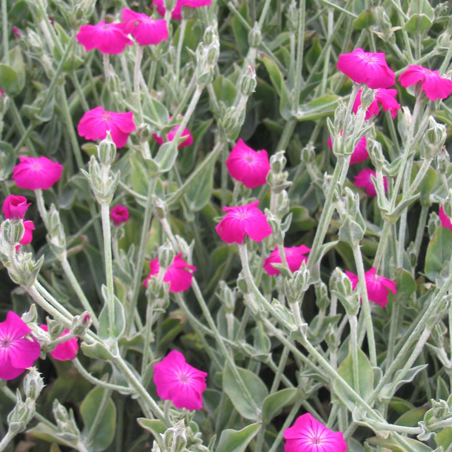 Pink Lychnis Flower seeds for Planting - Long Bloom Season, Heirloom & GMO Free Seeds for Home Garden