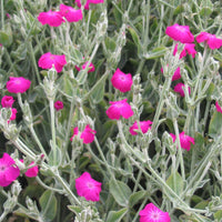 Pink Lychnis Flower seeds for Planting - Long Bloom Season, Heirloom & GMO Free Seeds for Home Garden