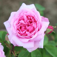 Damask Rose Bush Flower seeds for Planting, Cut Flower Favorite Heirloom & GMO Free Seeds for Home Garden