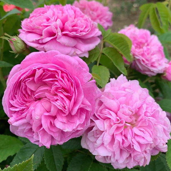 Pink Damask Flower seeds for Planting - Pollinator Friendly, Heirloom & GMO Free Seeds for Home Garden