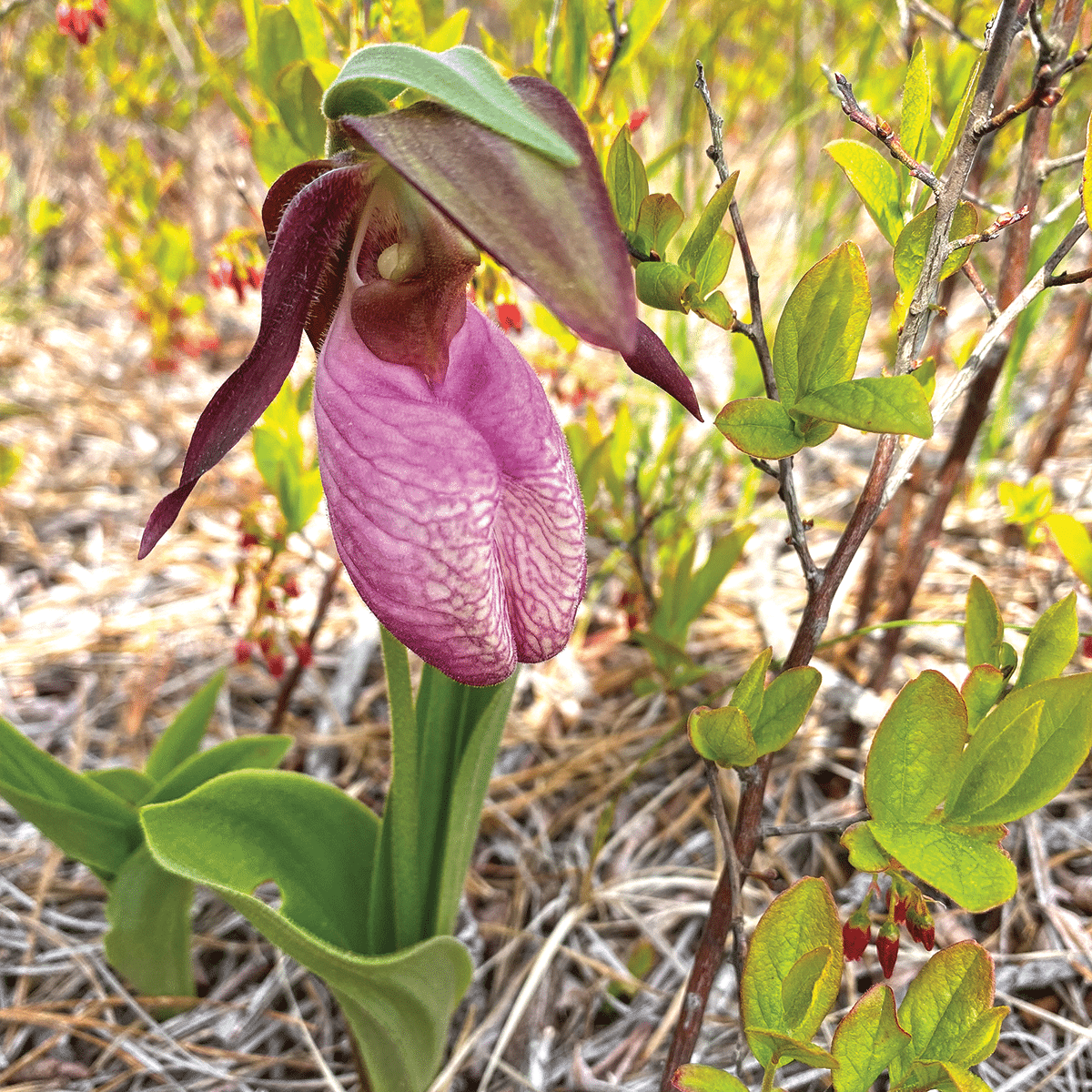 Slipper Orchid Flower seeds for Planting - Sun Loving, Heirloom & GMO Free Seeds for Home Garden