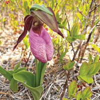 Slipper Orchid Flower seeds for Planting - Sun Loving, Heirloom & GMO Free Seeds for Home Garden