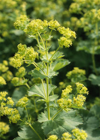 Green Alchemilla Mollis Flower seeds for Planting Garden Favorite Heirloom & GMO Free Seeds for Home Garden
 
 Sale