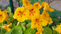 Yellow Beautiful Allamanda Flower Planting Seeds