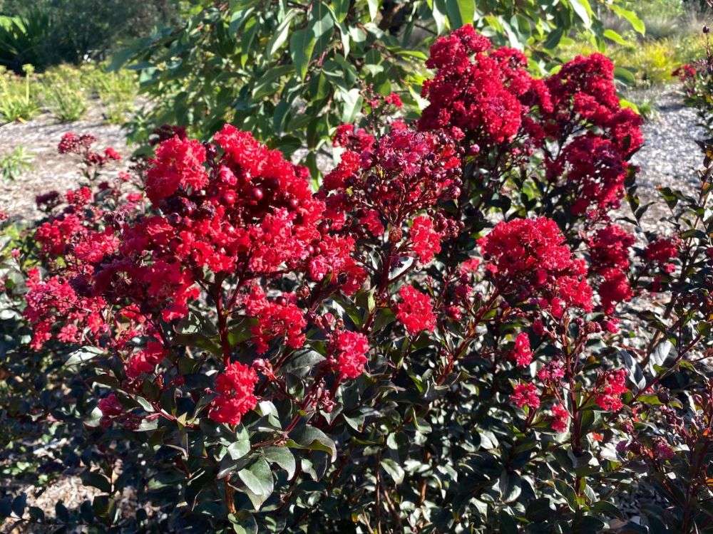 Mixed Crape Myrtle Seeds for Planting