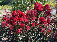 Mixed Crape Myrtle Seeds for Planting