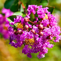 Lagerstroemia Flower seeds for Planting Perfect for Borders Heirloom & GMO Free Seeds for Home Garden