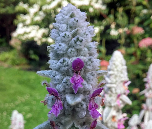 Stachys Flower seeds for Planting Vibrant Colors Heirloom & GMO Free Seeds for Home Garden