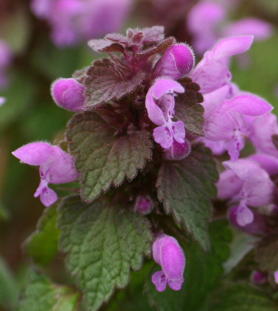 Lamiaceae Flower seeds for Planting Low Maintenance Heirloom & GMO Free Seeds for Home Garden 
 
 Sale
