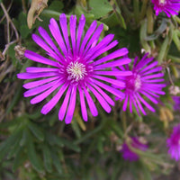 Lampranthus Maximiliana Flower seeds for Planting Sun Loving Heirloom & GMO Free Seeds for Home Garden