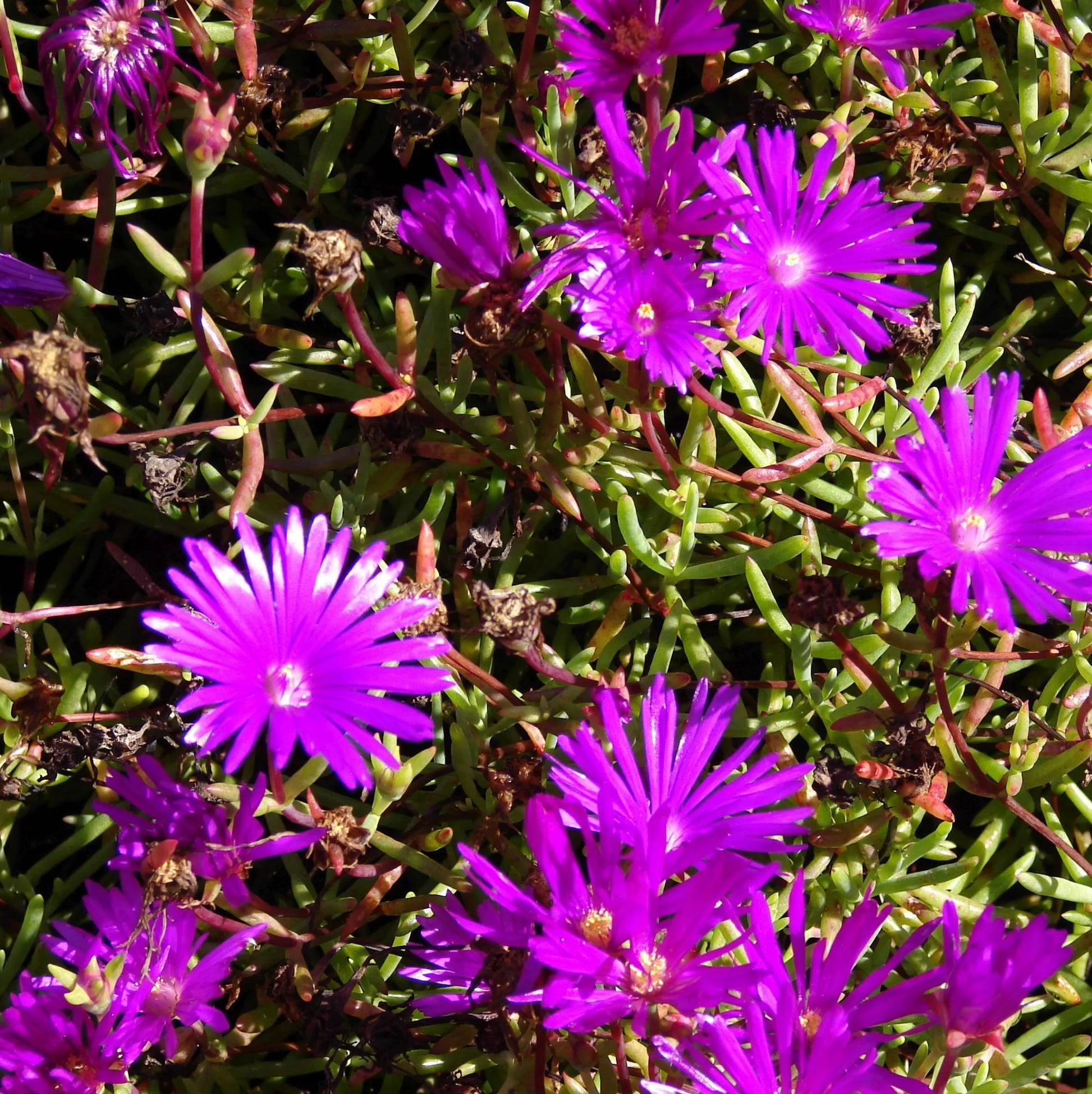 Lampranthus Maximiliana Flower seeds for Planting Sun Loving Heirloom & GMO Free Seeds for Home Garden