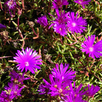 Lampranthus Maximiliana Flower seeds for Planting Sun Loving Heirloom & GMO Free Seeds for Home Garden