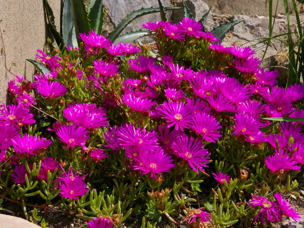 Lampranthus Maximiliana Flower seeds for Planting Sun Loving Heirloom & GMO Free Seeds for Home Garden