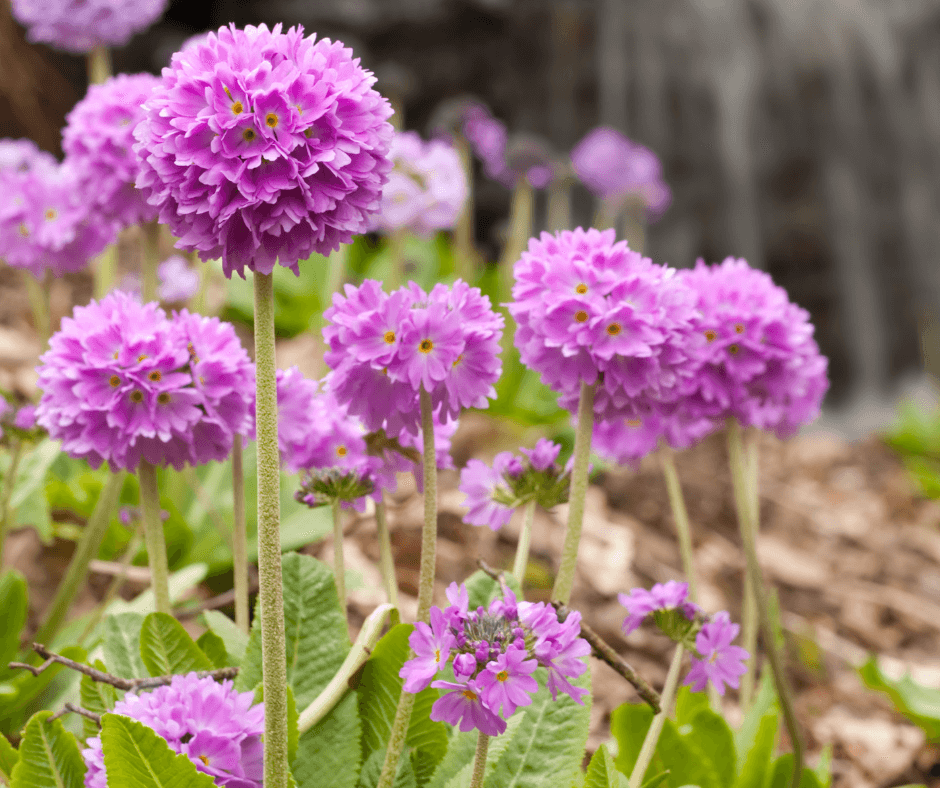 Candelabra Primrose Primula denticulata Seeds for Planting in Flower Bed