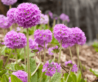 Candelabra Primrose Primula denticulata Seeds for Planting in Flower Bed