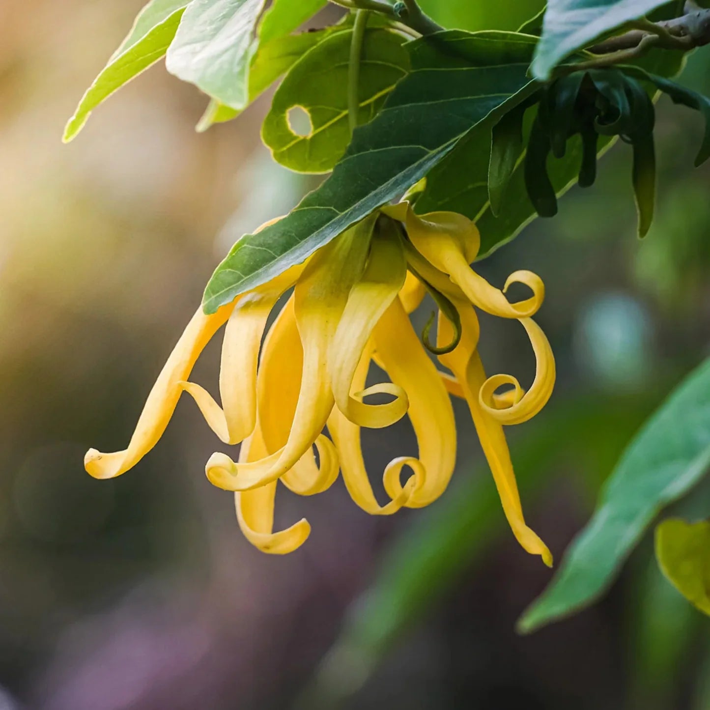 Yellow Cananga Flower seeds for Planting - Compact Growth, Heirloom & GMO Free Seeds for Home Garden