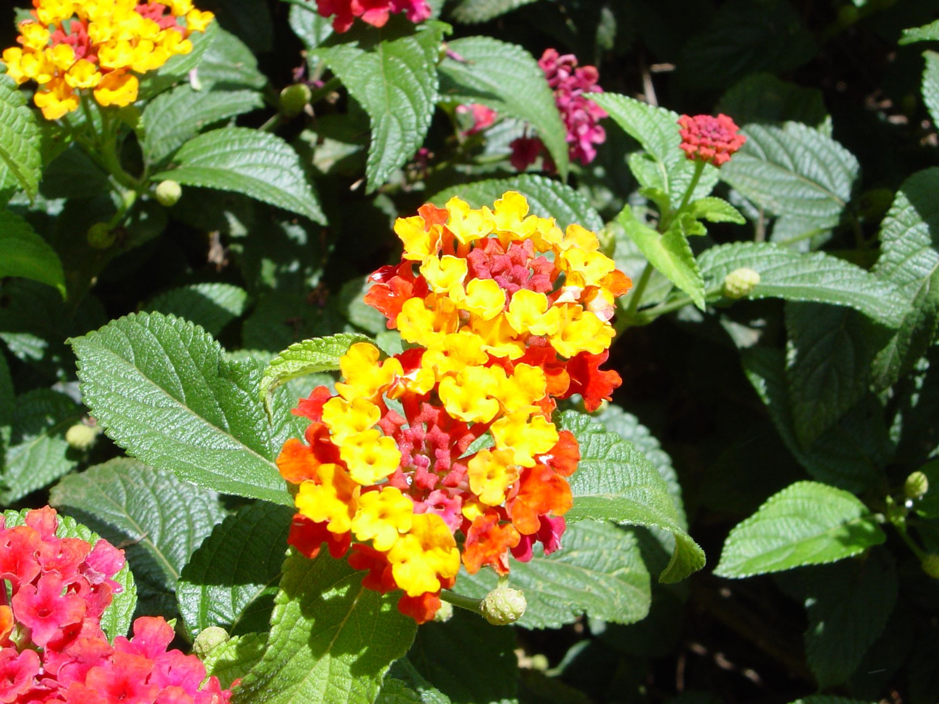 Lantana Camara Bonsai Seeds Five Color Hydrangea