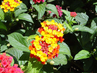 Lantana Camara Bonsai Seeds Five Color Hydrangea