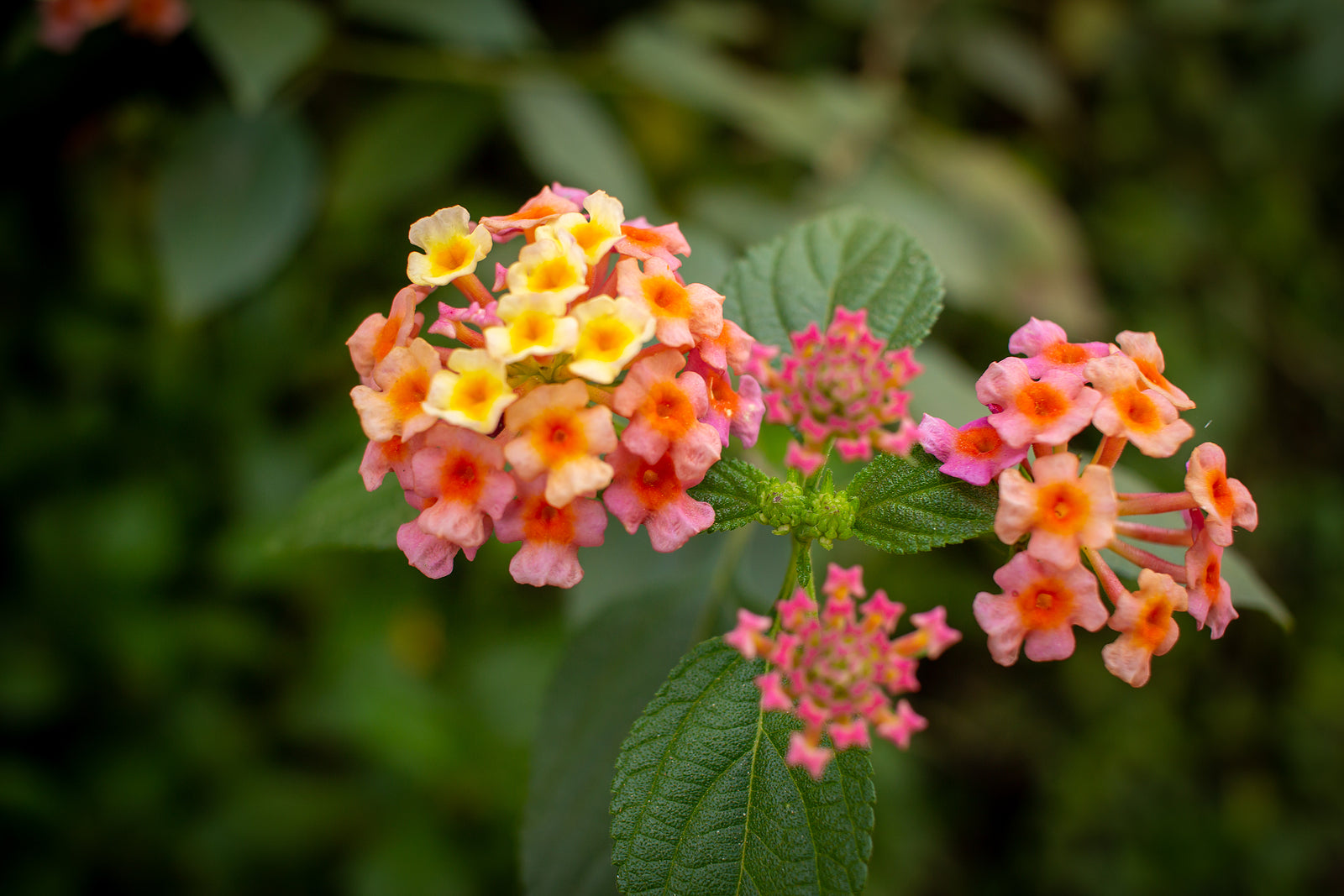 Feston Rose Lantana Flower seeds for Planting Sun Loving Heirloom & GMO Free Seeds for Home Garden