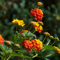 Green Lantana Flower seeds for Planting Seasonal Bloomer Heirloom & GMO Free Seeds for Home Garden 
 
 Sale