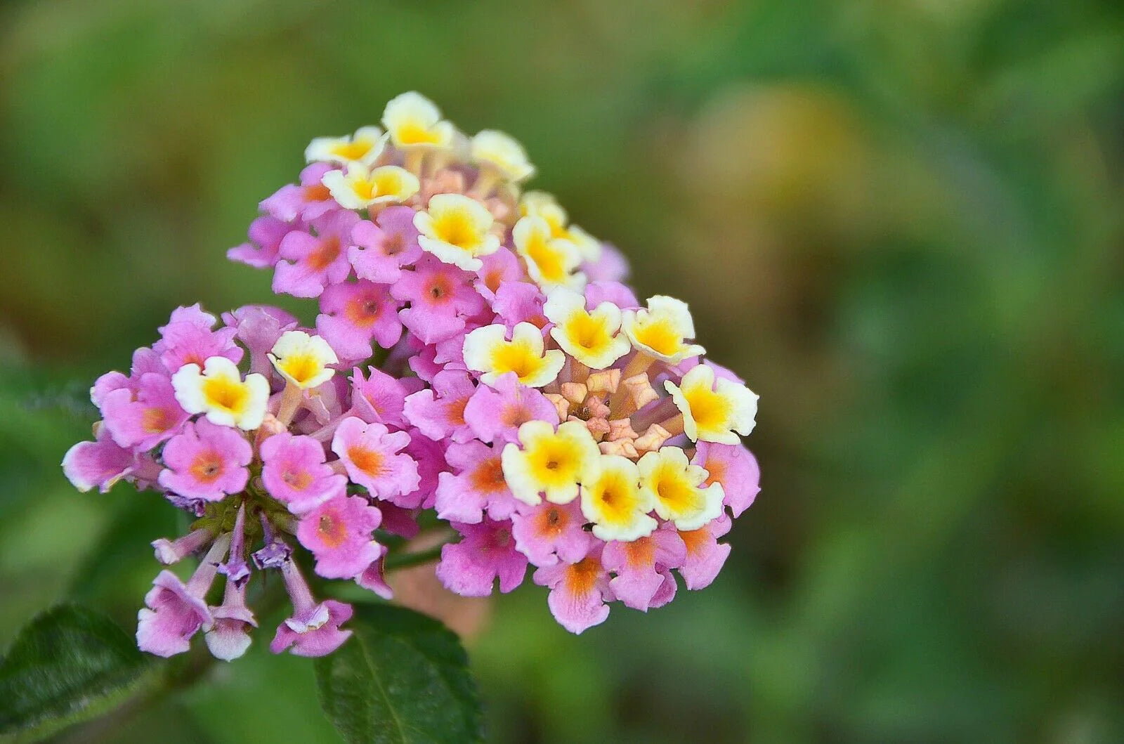 Pink Lantana Flower seeds for Planting - Cut Flower Favorite, Heirloom & GMO Free Seeds for Home Garden