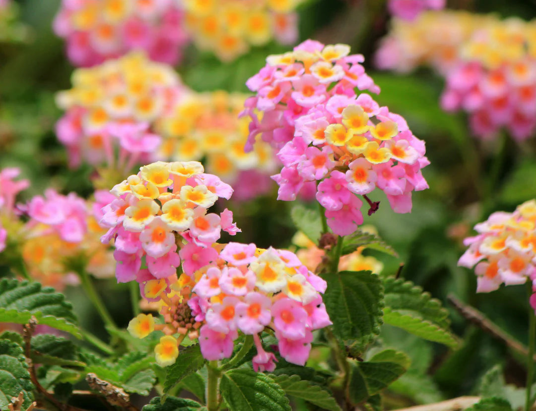 Pink Lantana Flower seeds for Planting - Cut Flower Favorite, Heirloom & GMO Free Seeds for Home Garden
