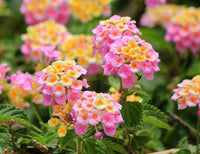 Pink Lantana Flower seeds for Planting - Cut Flower Favorite, Heirloom & GMO Free Seeds for Home Garden