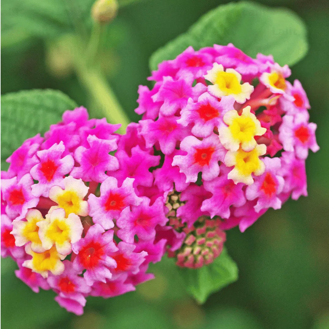 Camara Flower seeds for Planting Fragrant Blossoms Heirloom & GMO Free Seeds for Home Garden
 
 Sale