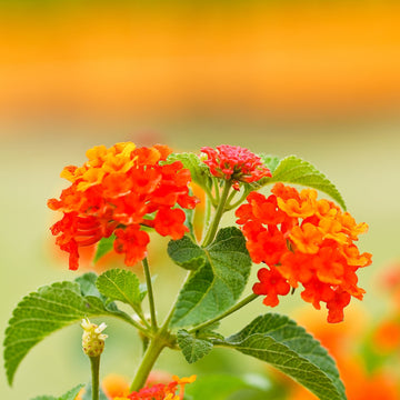 Orange Lantana Flower Seeds for Planting Colorful Display Heirloom & GMO Free Seeds for Home Garden
 
 Sale