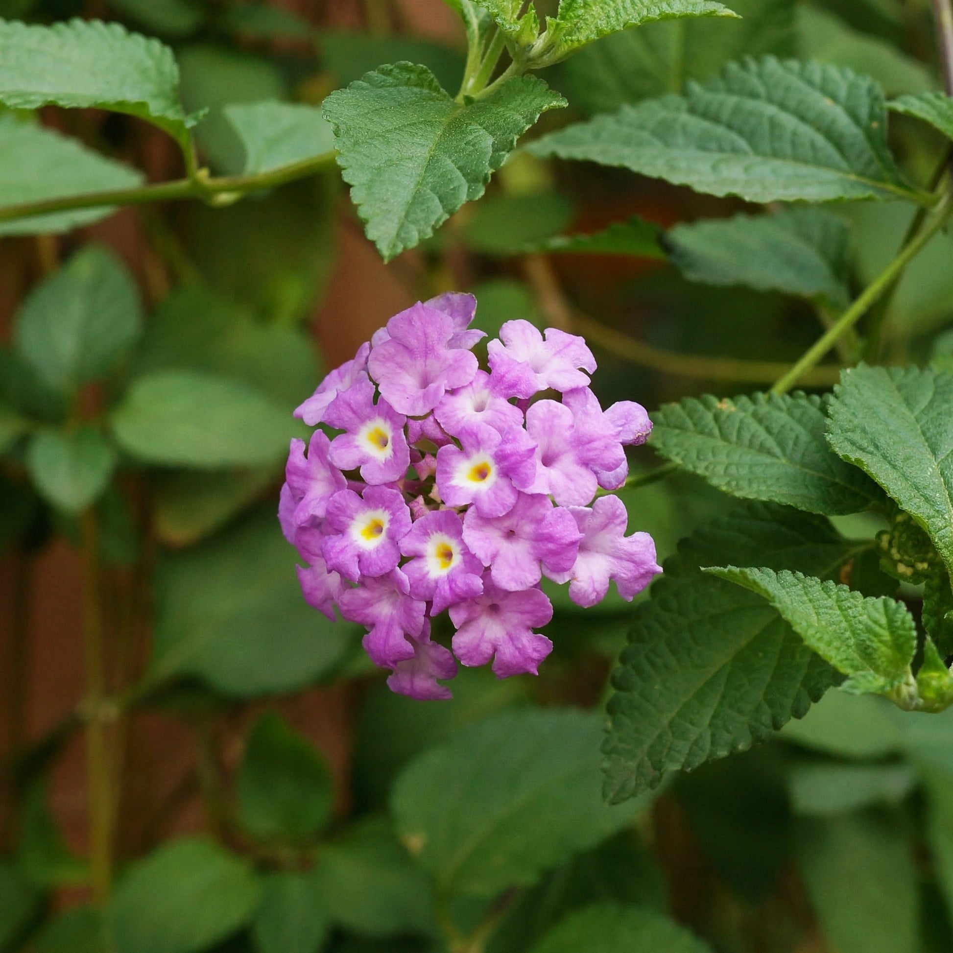 Violet Lantana Flower Seeds Long Bloom Season Heirloom & GMO Free Seeds for Home Garden
 
 Sale