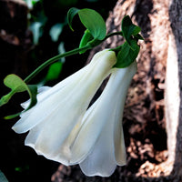 White Lapageria Flower seeds for Planting - Colorful Display, Heirloom & GMO Free Seeds for Home Garden