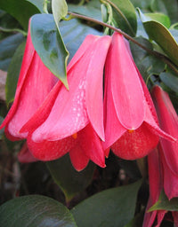 Chilean Bellflower Seeds (Lapageria Rosea) for Rare Garden Blooms