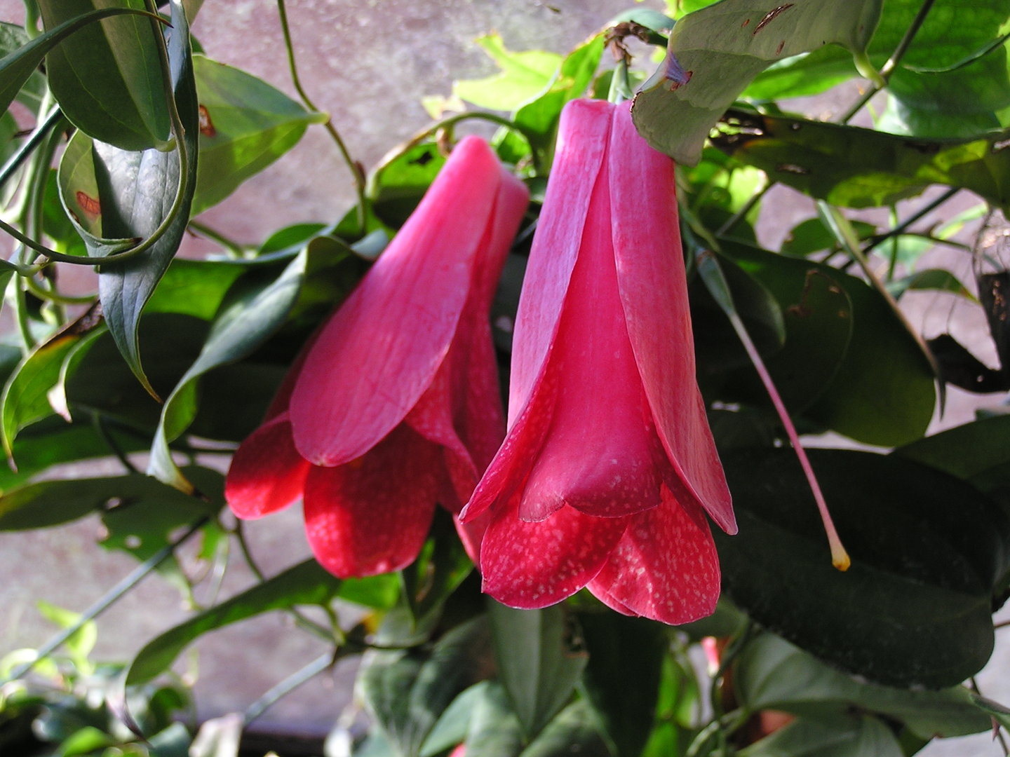 Chilean Bellflower Seeds (Lapageria Rosea) for Rare Garden Blooms