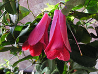 Chilean Bellflower Seeds (Lapageria Rosea) for Rare Garden Blooms