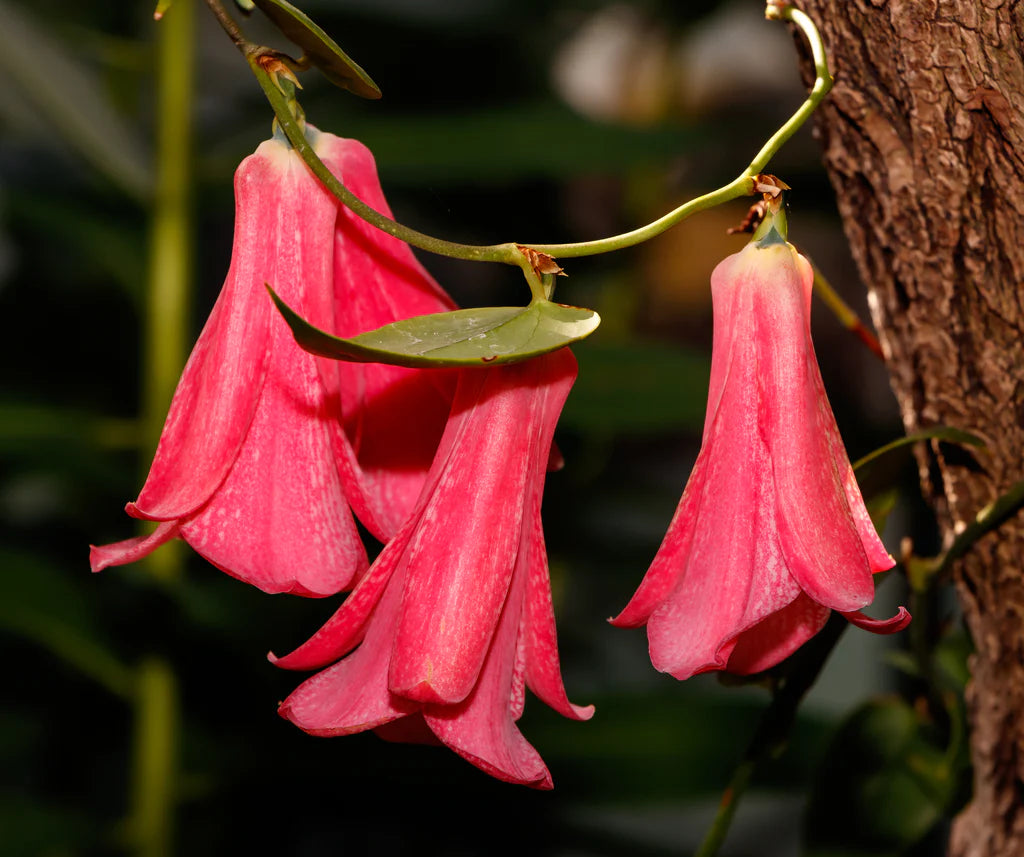 Lapageria Rosea Flower seeds for Planting Sun Loving Heirloom & GMO Free Seeds for Home Garden