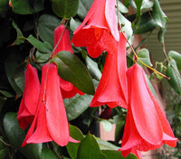 Chilean Bellflower Seeds (Lapageria Rosea) for Unique and Beautiful Garden Flowers
